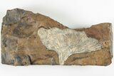 Fossil Ginkgo Leaf From North Dakota - Paleocene #201199-1